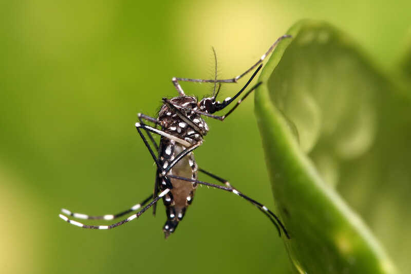 Indonesia's Health Ministry Issues Warning as Dengue Fever Cases Surge in Bali