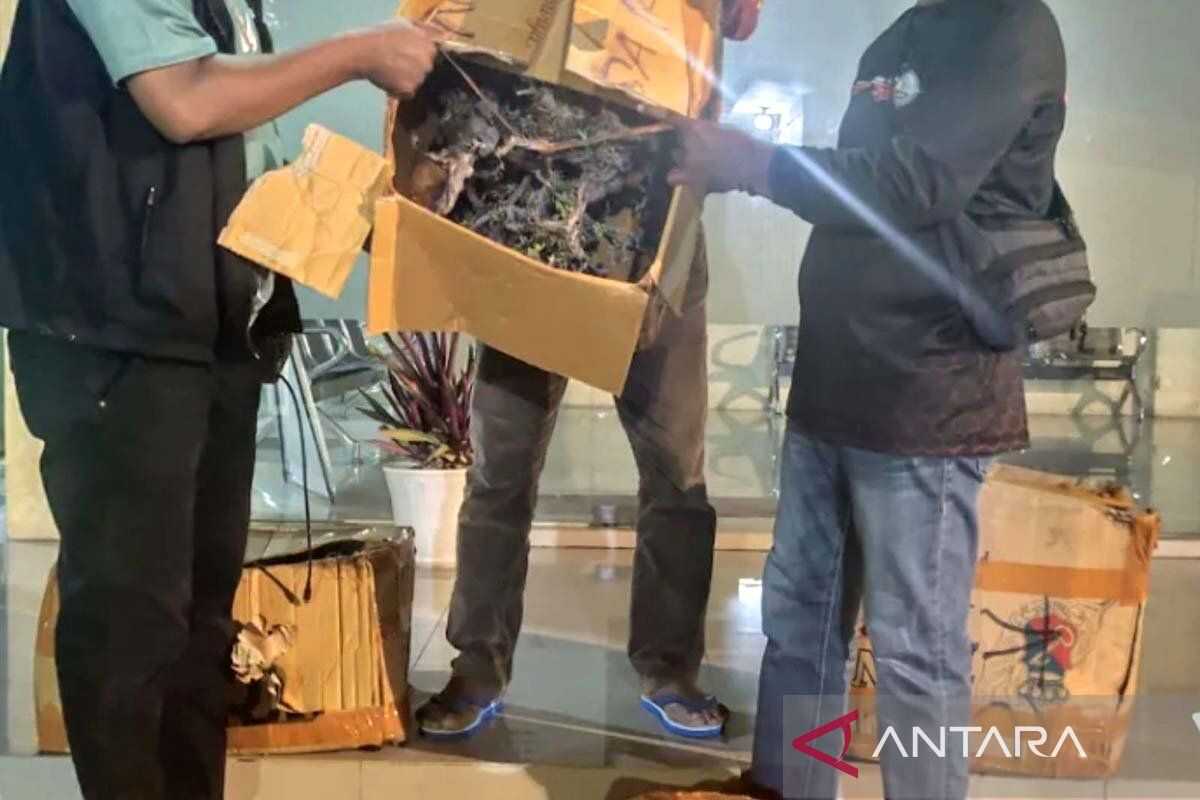 Maluku BKSDA Seizes 35 Sanigi Plants at Ambon Port