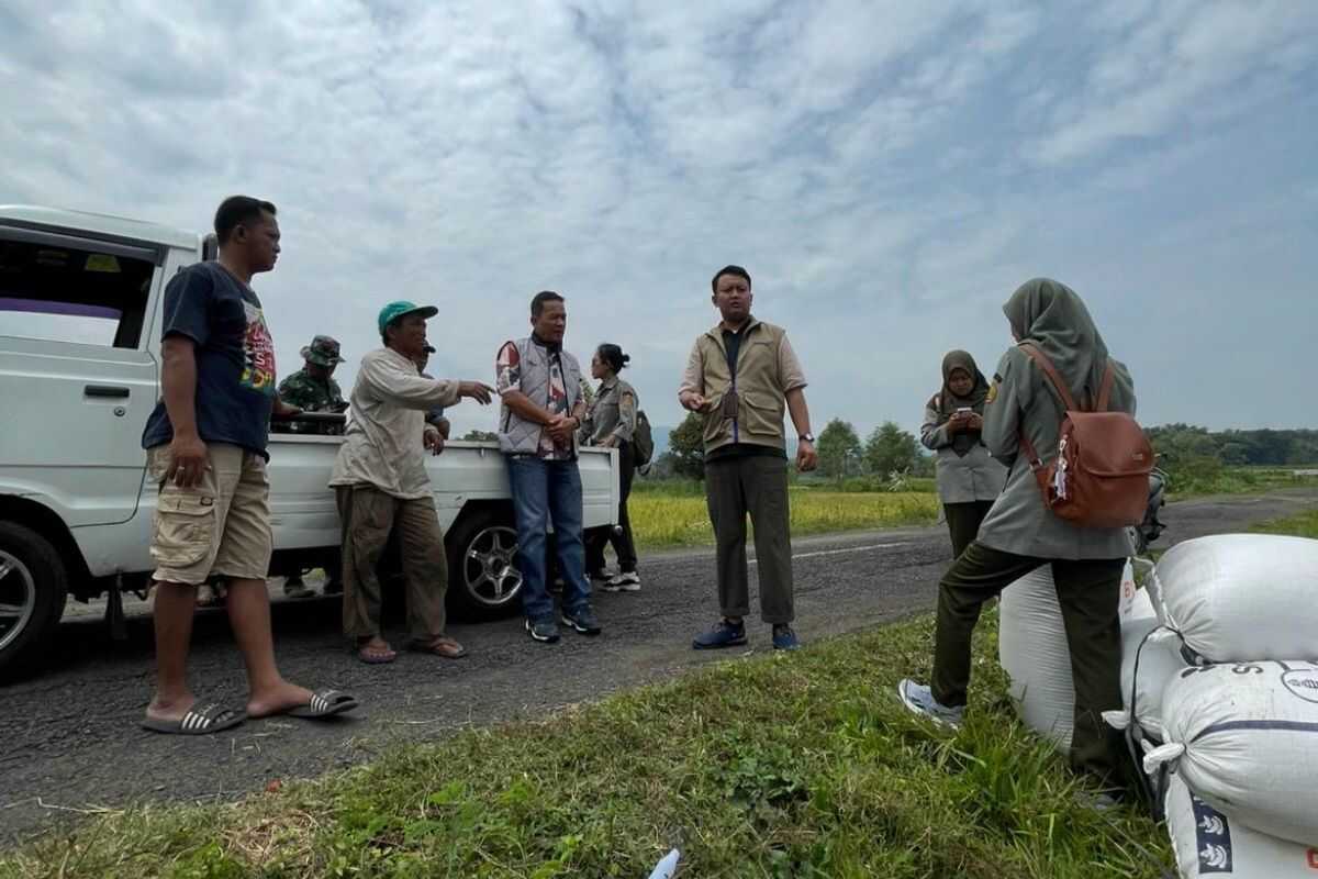 Bulog Yogyakarta Continues Active Grain Procurement from Farmers During Ramadan