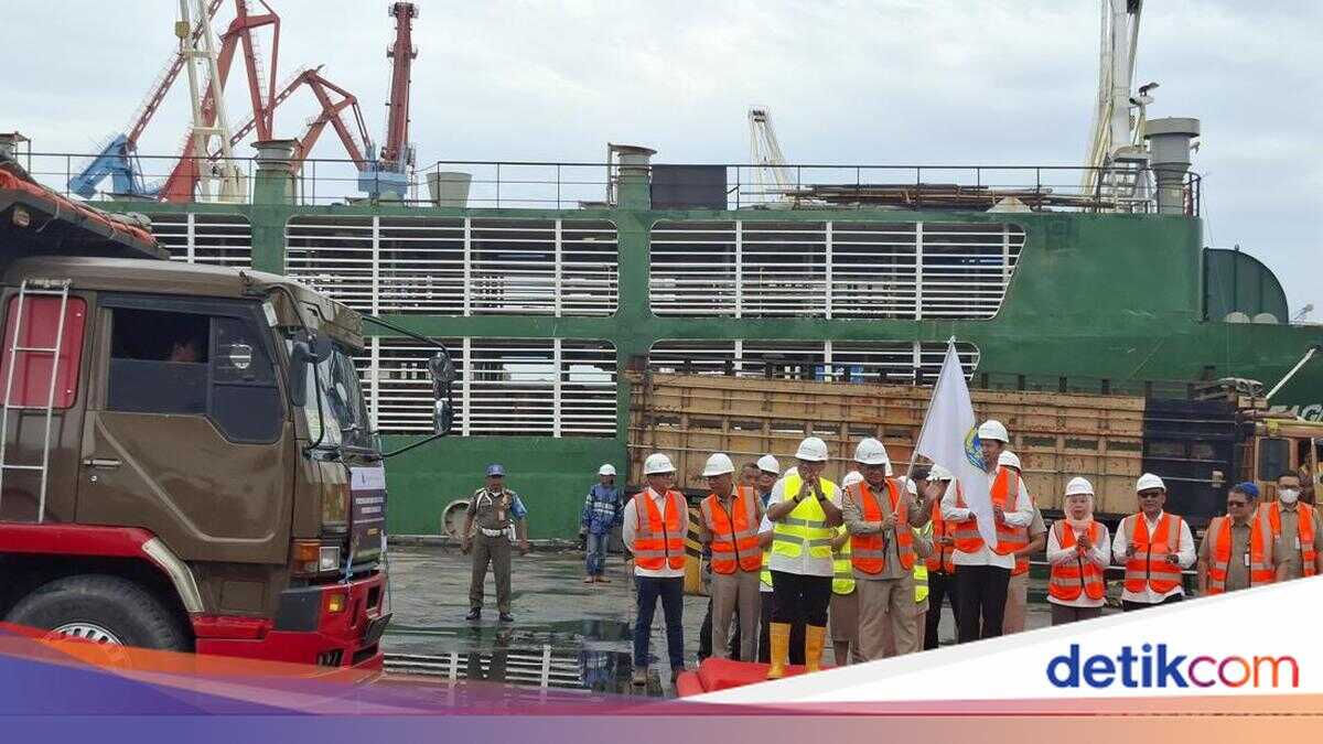 Jakarta Provincial Government Imports Cattle from Australia, Initial Shipment of 3,100 Head