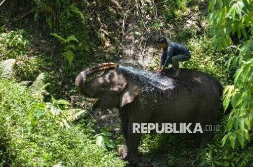 Domesticated Elephants in Bener Meriah Struggle to Access Drinking Water Following Landslide