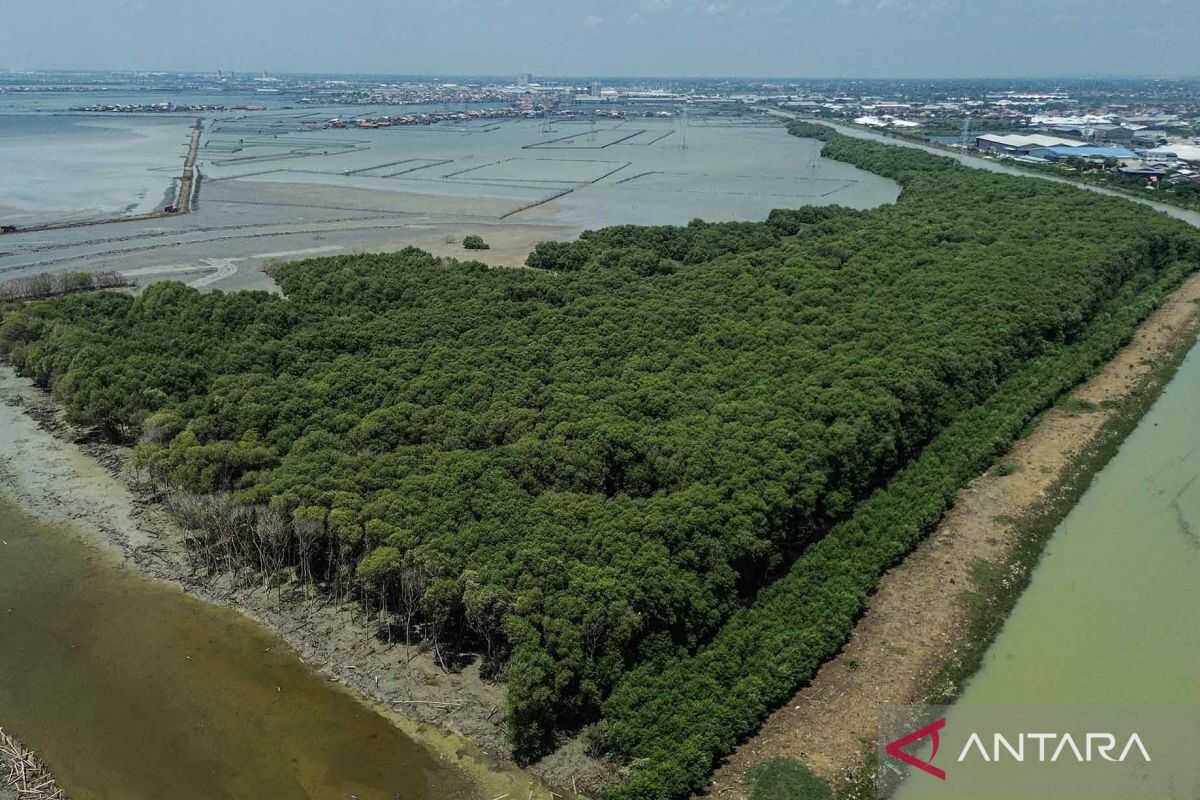 Indonesia targets 2027 for blue carbon market entry