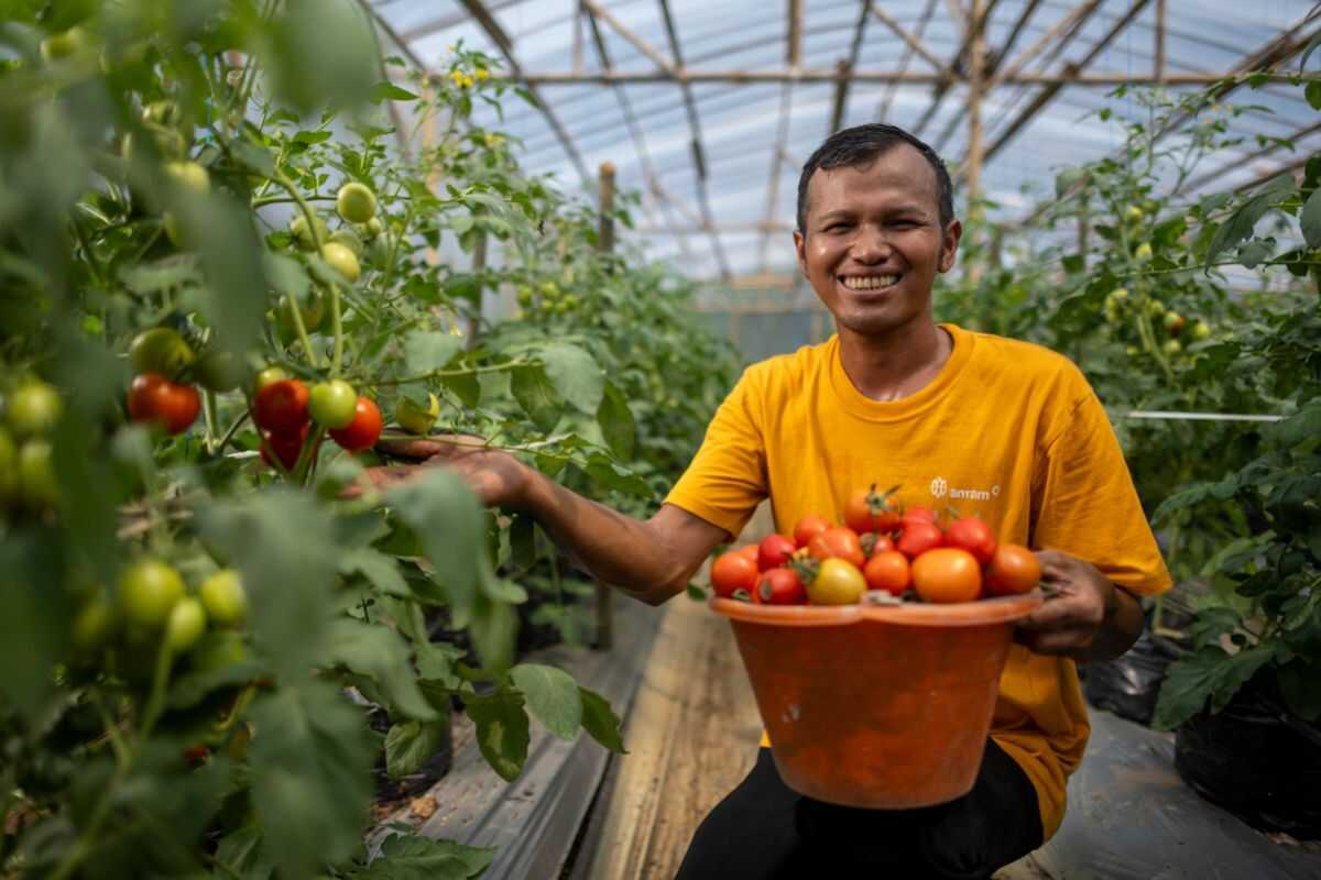 Golden snail and sheep urine fertiliser innovation curbs illegal gold mining in Bogor