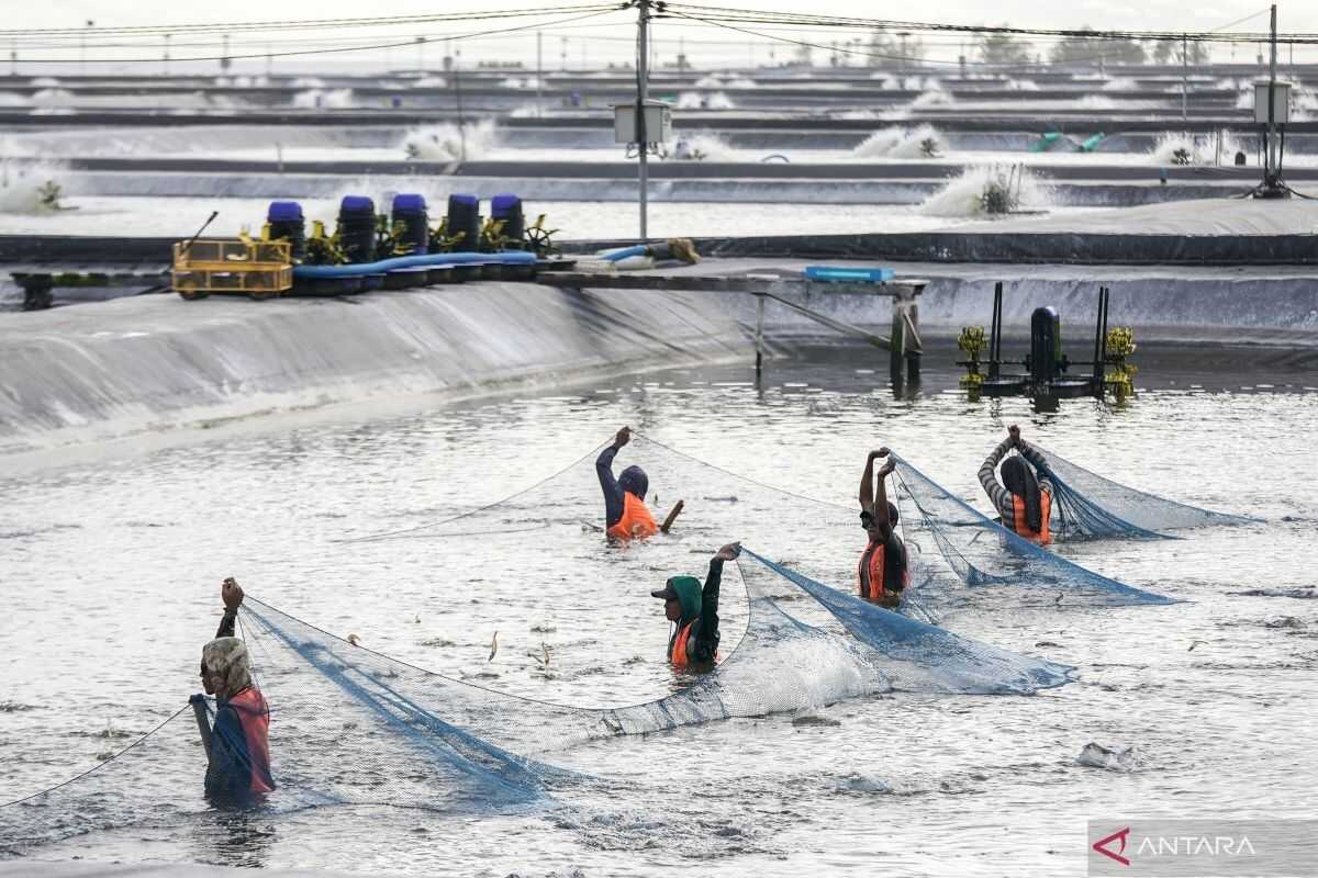Ministry of Marine Affairs: Kebumen Shrimp Farm Production Surges to 358.97 Tonnes