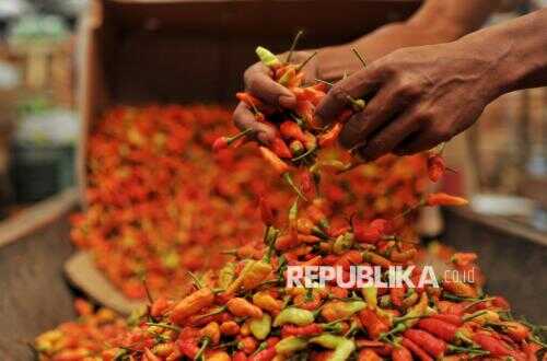Agriculture Ministry Supplies 1.7 Tonnes of Chilli to Kramat Jati to Curb Price Surge
