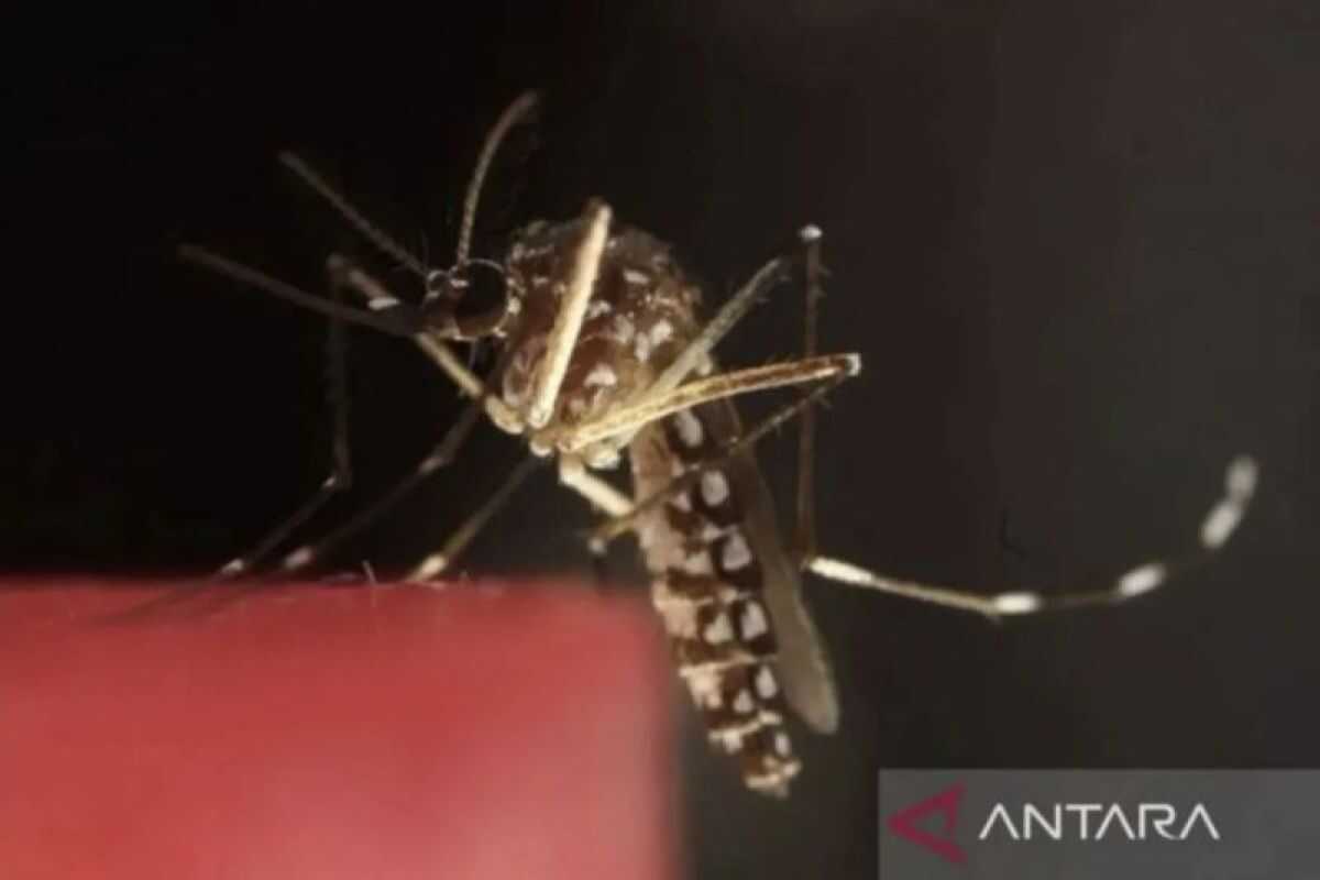 Malaria screening in Papua increases by 337 per cent in 2021-2025 as government strengthens detection and treatment