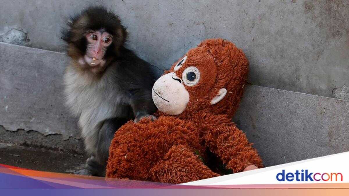 The Story of Punch the Monkey: A Reflection on Human Reality