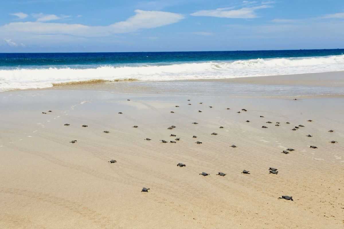 Regional Council: Green Turtle Conservation in Sukabumi Threatened by Electricity Infrastructure Crisis