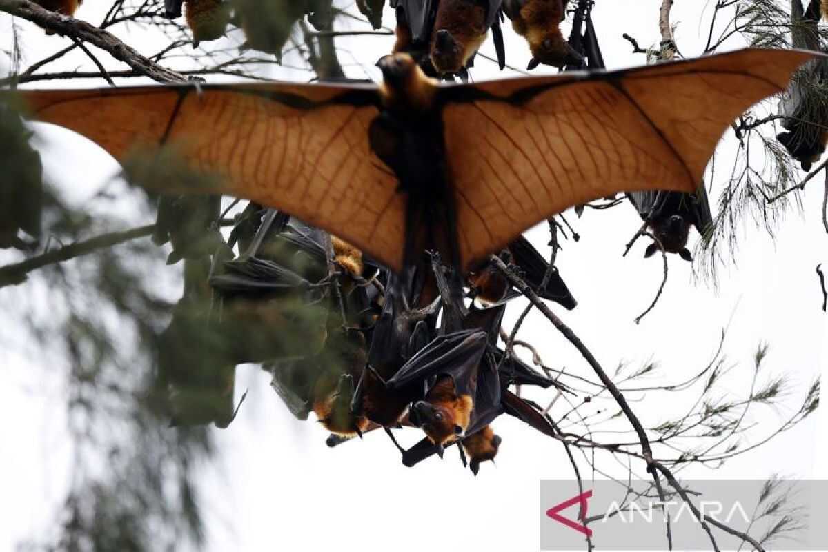 Expert: Advanced Research on Bats Essential for Zoonosis Prevention