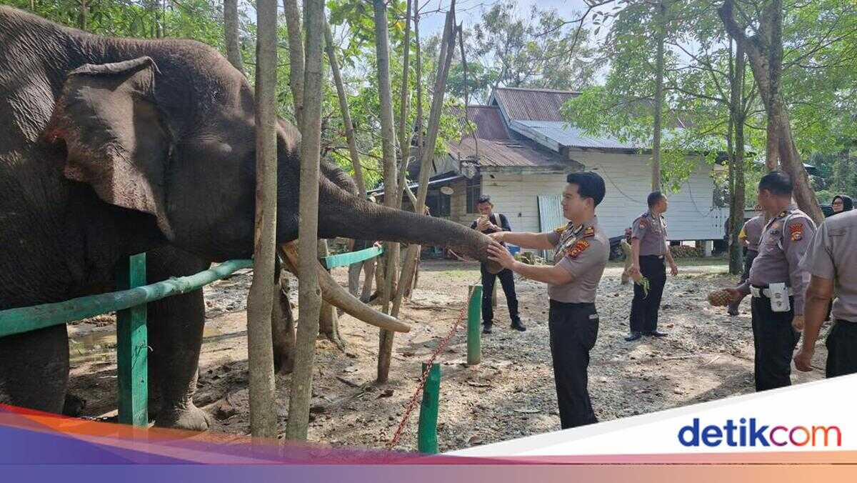 Riau Police Support Elephant Conservation with Delivery of 500 Pineapples to Sebanga Training Centre