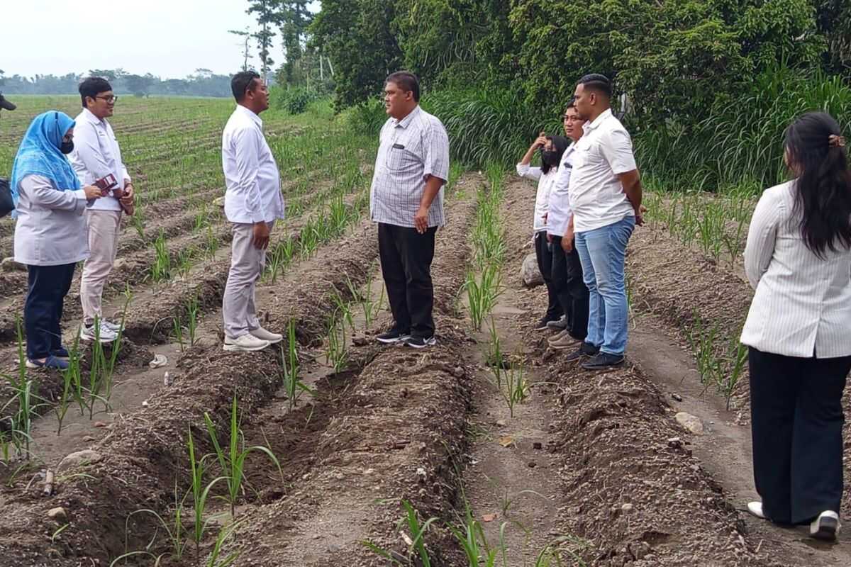PT SGN MKSO Kebun Dhoho Readies 5,805.59 Hectares for Sugarcane Cultivation