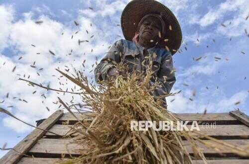 Seeking Blessings in a Bumper Rice Harvest