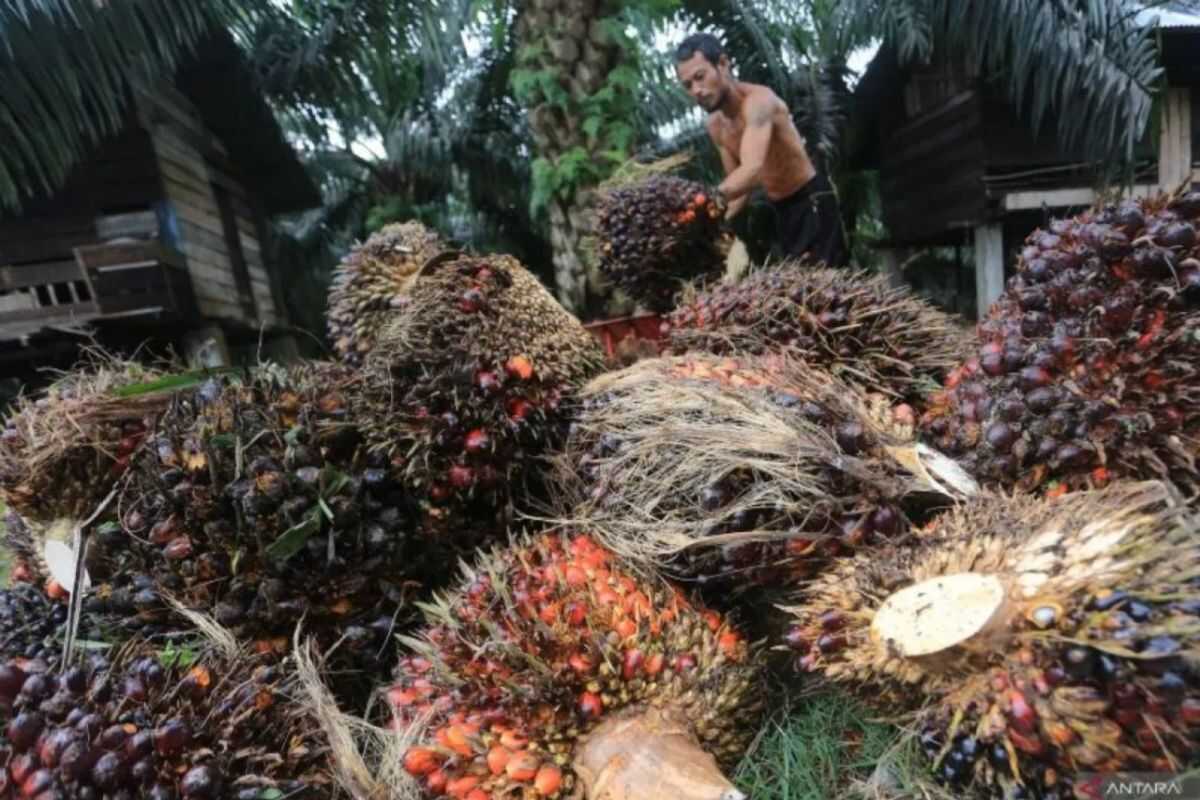 Riau Oil Palm Farmers' Fresh Fruit Bunch Prices Fall to IDR 3,497.26 per Kilogram