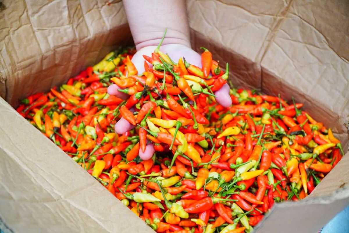 Government and Champion Chili Farmers Supply 10.9 Tons of Chili to PIKJ