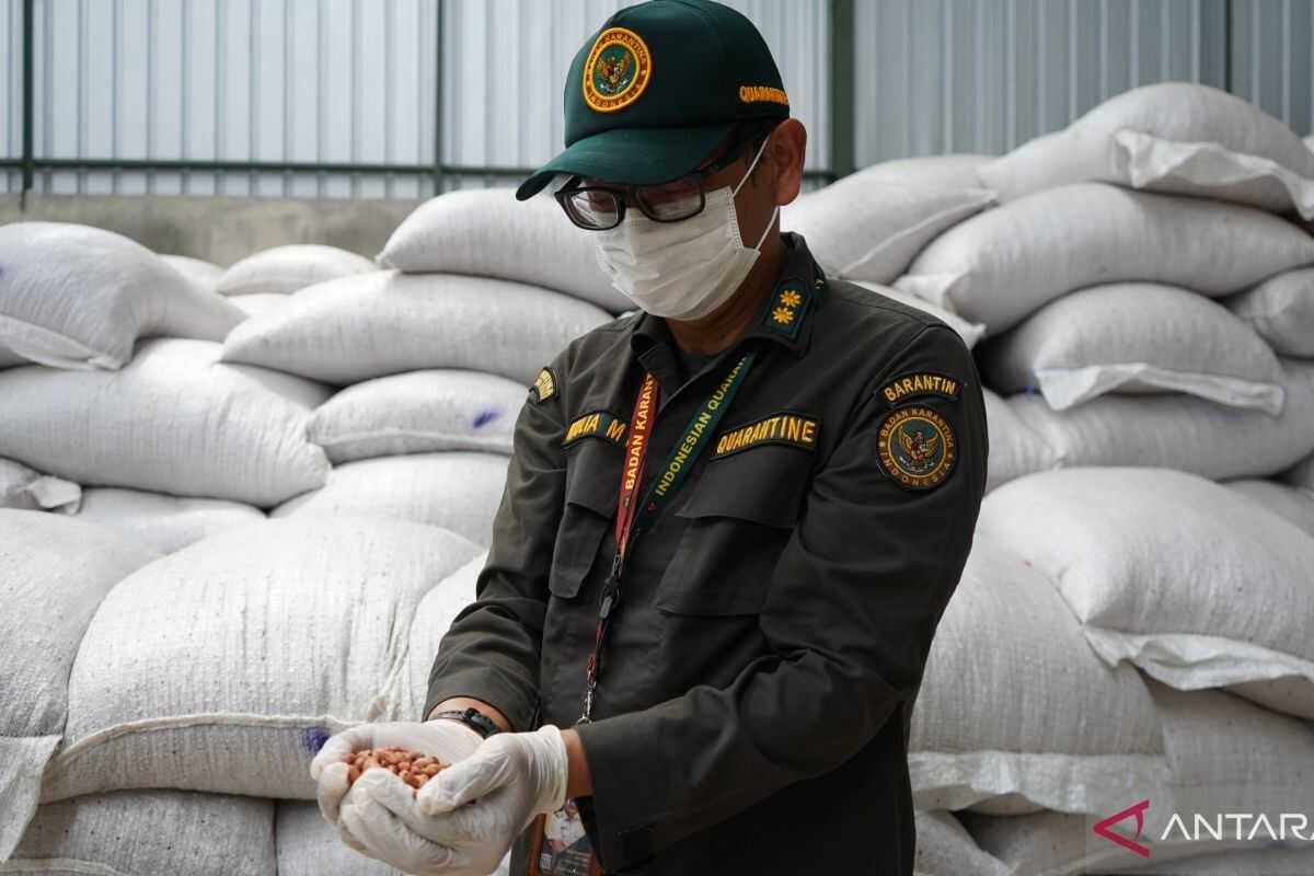 Jambi Quarantine Office Rejects 40 Tons of Peanut Imports from Malaysia