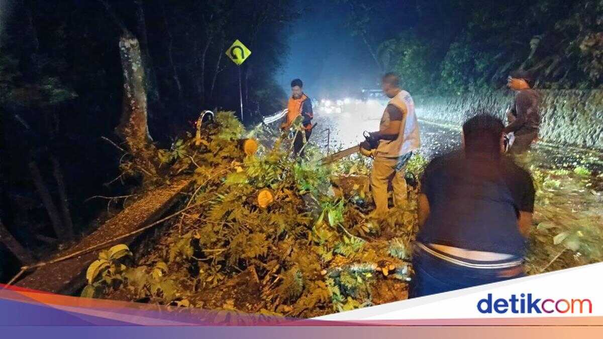 Three Trees Fell in Buleleng Due to Strong Winds and Heavy Rain