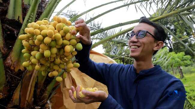 Impressive! This Date Palm Plantation Isn't in Arabia, But in Sukabumi