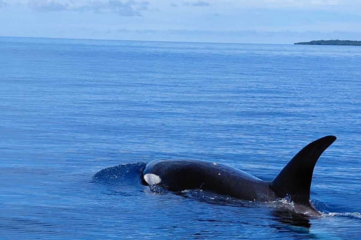Orca Whale Spotted in Bunaken National Park Waters