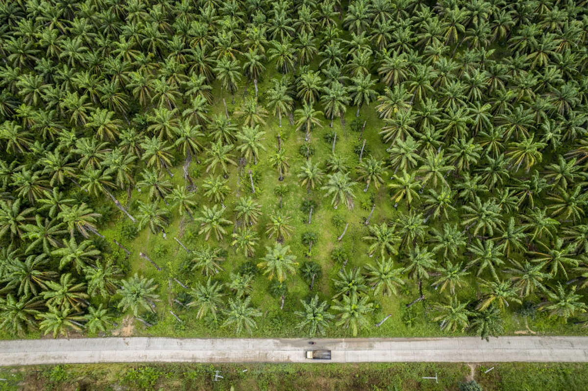 Indonesia Poised to Assess EU Compliance with WTO Ruling on Discriminatory Palm Oil Rules