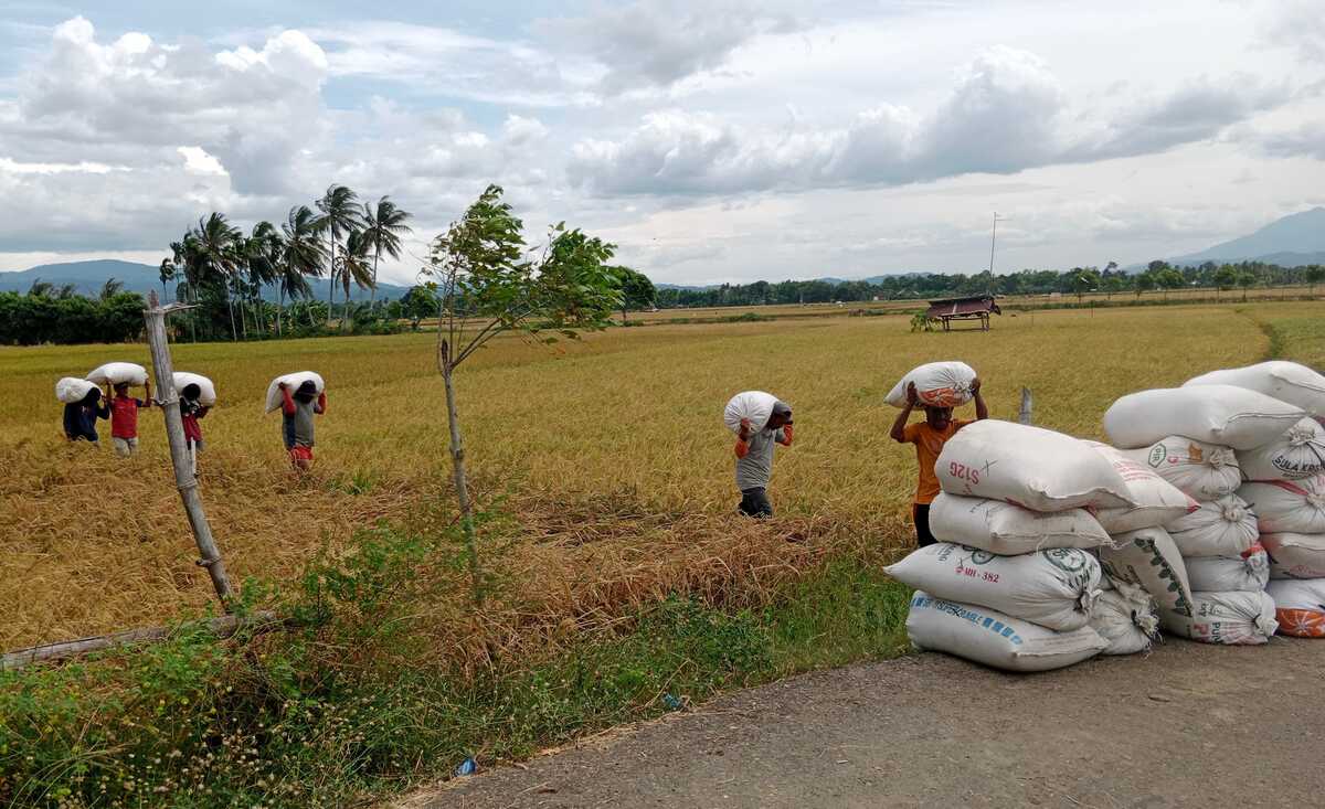 Subsidised fertiliser shortages and unresolved flood impacts threaten Aceh's harvest