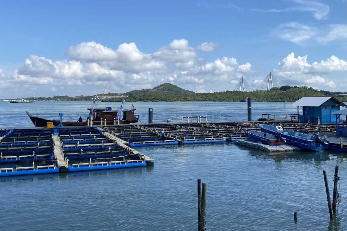 Batam Lobster Breeding Centre Aims for 1-Ton Export-Quality Harvest by Late 2026