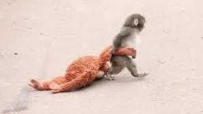 Oxford Professor Explains Brain's Reaction When Watching Video of Monkey Hugging Toy