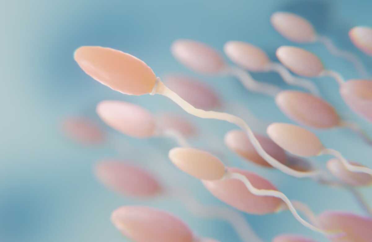 Sperm Quality at its Highest in Summer, Study Finds