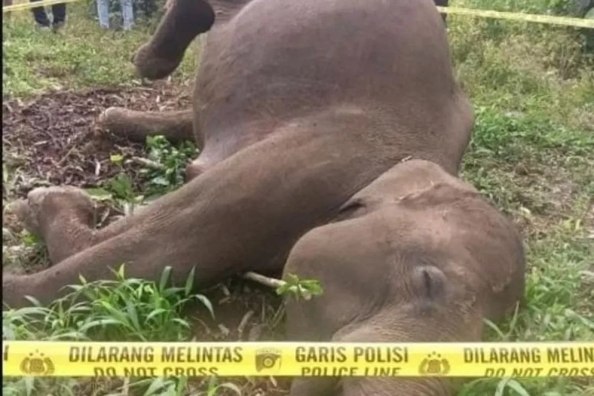 Elephant Found Dead Entangled in Electric Wire in Aceh