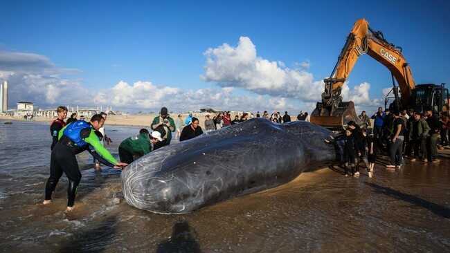 Giant Sperm Whale Washes Ashore on Israeli Beach, Its Size Leaves Onlookers in Awe