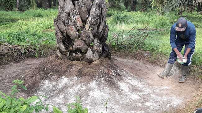 Warning: Indonesian Palm Oil Industry Faces Extinction by 2030, What's the Problem?