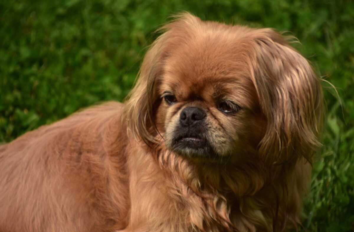 It's Not Just Bulldogs: Study Reveals These Flat-Faced Dog Breeds Struggle to Breathe