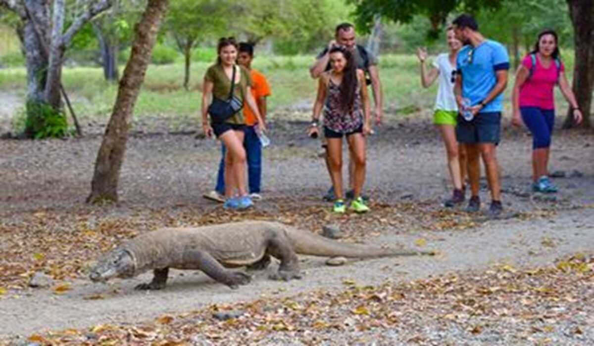 Komodo National Park Limits Visitors to 1,000 Per Day, Sparking Mixed Reactions