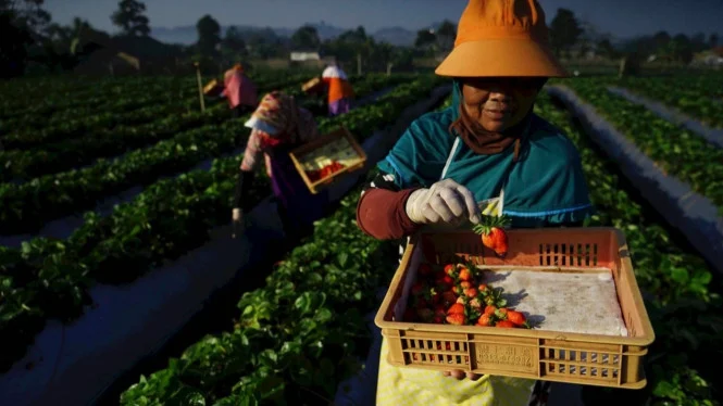 BRI to Disburse IDR 178 Trillion in KUR Loans in 2025, Strengthening MSMEs and National Food Security