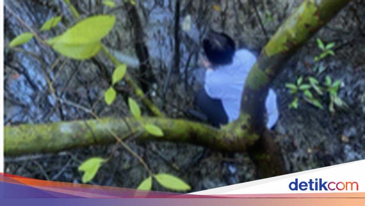 Researchers Suspect Hundreds of Mangroves in Tahura Died Due to Heavy Metal and Fuel Oil Pollution