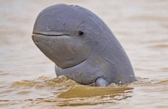 From Coal Barges to Conservation: The Fight to Save the Mahakam Dolphin