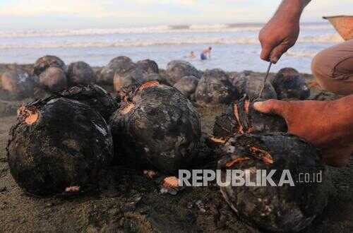 Roasted Coconut Sales Flourish in West Aceh, Popular Iftar Treat