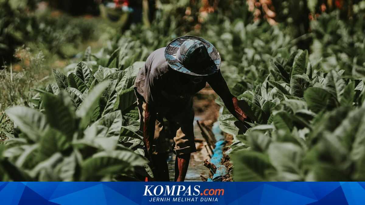 Ministry of Agriculture: Tobacco Products Industry Contributes 300 Trillion Rupiah to the State