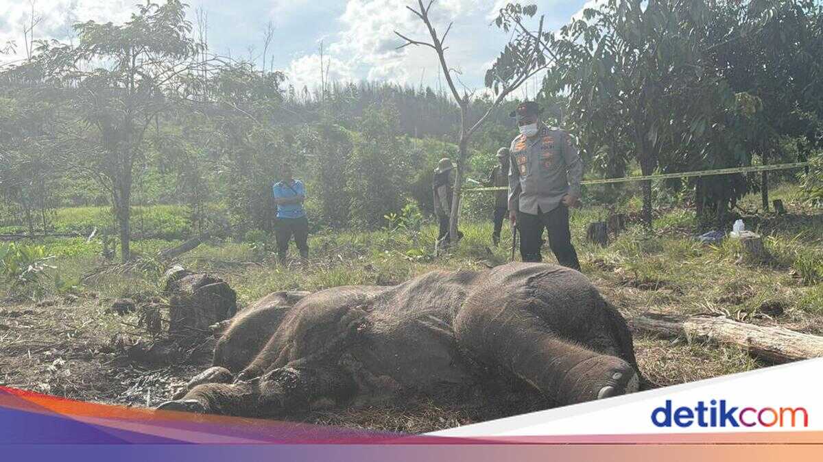 Snare Found on the Leg of a Dead Sumatran Elephant Calf in Tesso Nilo