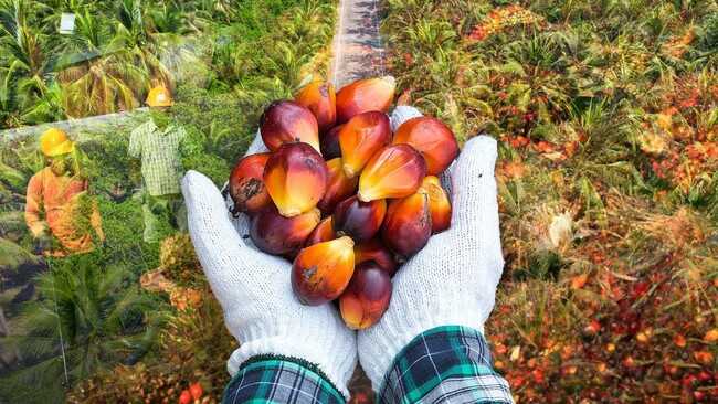 Indonesia's Palm Oil Production Forecast to Drop 6%, Will the US's 0% Tariff Make a Difference?