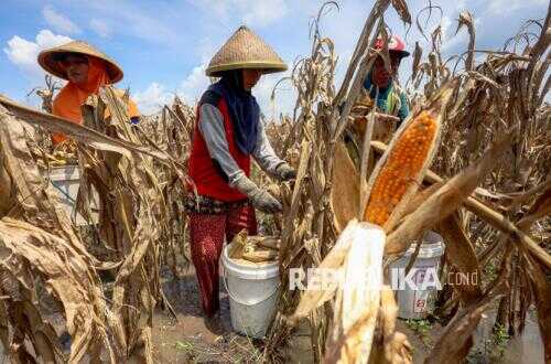 Successful Maize Harvest in Donggala, NTB Prepares Regional Reserves