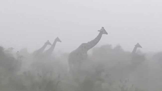 Giraffes Stand 'Stoically' Amidst Viral Storm: Here's Why