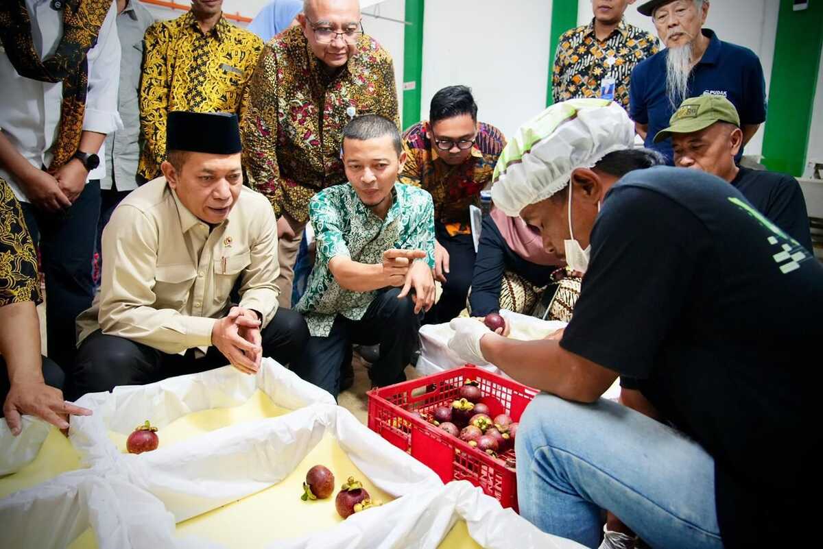 Cooperative Minister Launches IDR 6.6 Billion Mangosteen Export to China