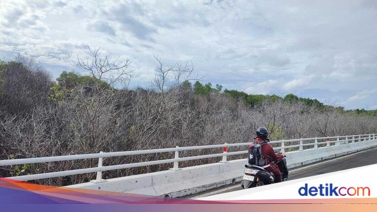 Researchers Confirm Mangrove Trees in Ngurah Rai Forest Park Died Due to Diesel Contamination