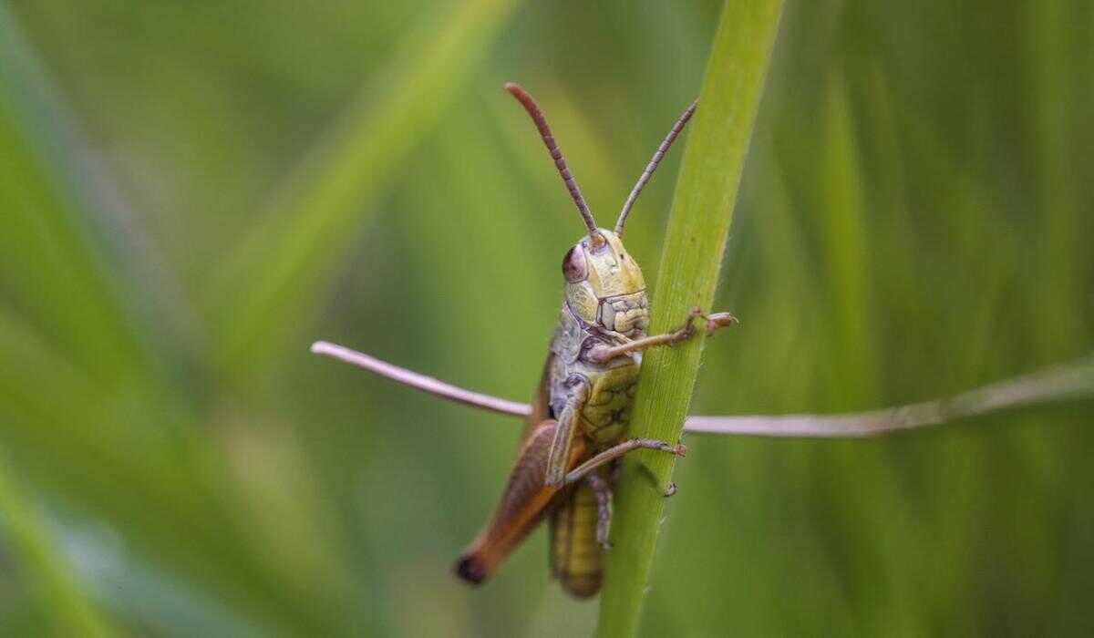 It's Not in the Head: Crickets' Ears Are Actually Located Here!