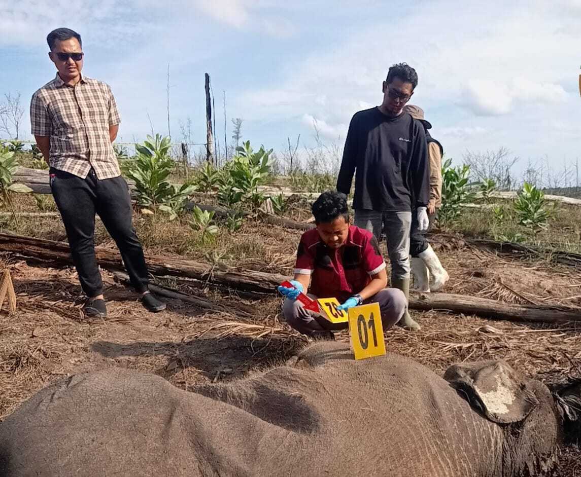 Another Sumatran Elephant Calf Found Dead, Suspected of Being Caught in a Trap in Tesso Nilo