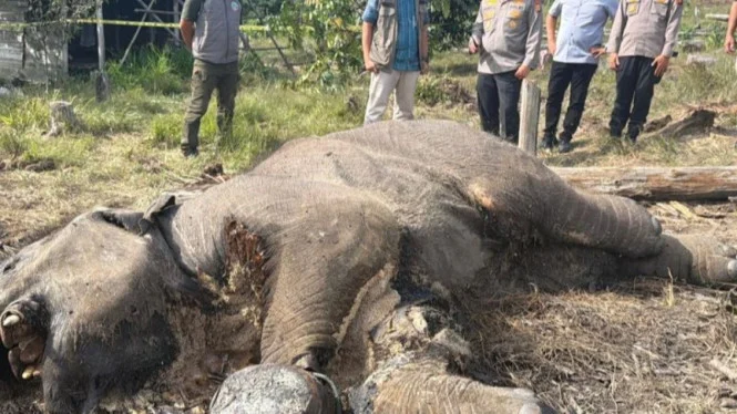 Dead Baby Elephant Found in Tesso Nilo National Park, Police Investigate the Cause