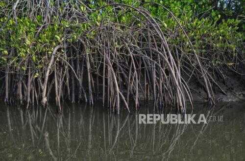 Udayana University Researchers Test Soil Samples from Benoa Mangrove, Discover Contamination from Fuel-Like Compounds