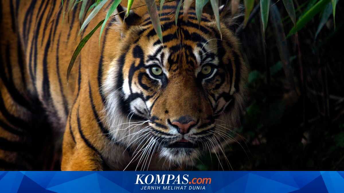 Kazakhstan Plants Tens of Thousands of Trees to Restore Tigers Missing for 70 Years