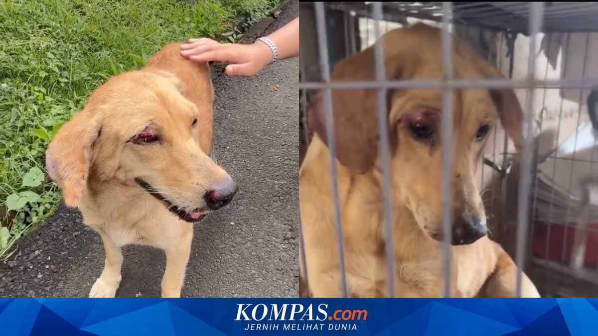 Pejaten Animal Shelter: Do Not Abandon Dogs, Seek Alternative Solutions