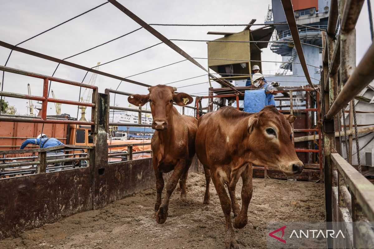 DKI Jakarta provincial government's cattle import policy from Australia deemed inappropriate